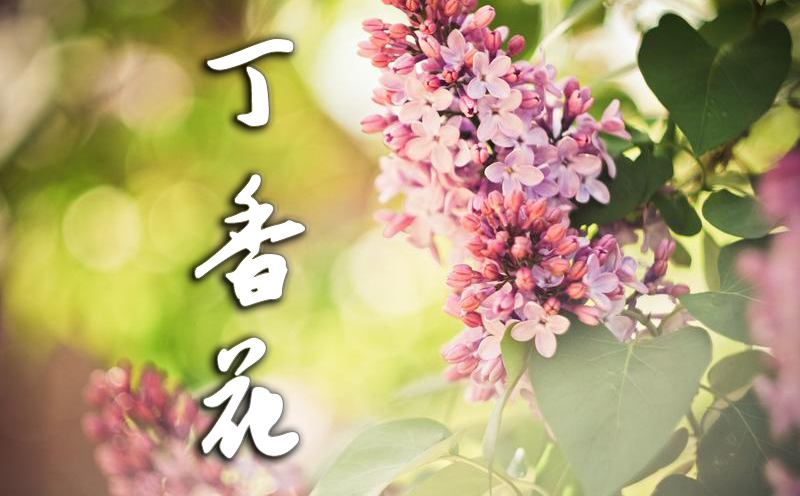 丁香花吉他谱,歌曲,简单指弹教学简谱,G调指法高清版吉他谱" /><meta property="og:image" content="https://cdn.jitahome.com/wp